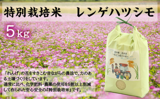 先行予約 令和8年産  5kg 水の都 大垣米 わごうめぐみ米【特別栽培米レンゲハツシモ】｜ごはん 白米 精米 ごはん 白米 精米 ごはん 白米 精米 ごはん 白米 精米 ごはん 白米 精米 ごはん 白米 精米 ごはん 白米 精米 ごはん 白米  人気 美味しい 初霜 はつしも ランキング 産地直送 産直 kome 140000円 14万円 農事組合法人わごう 岐阜県 大垣市