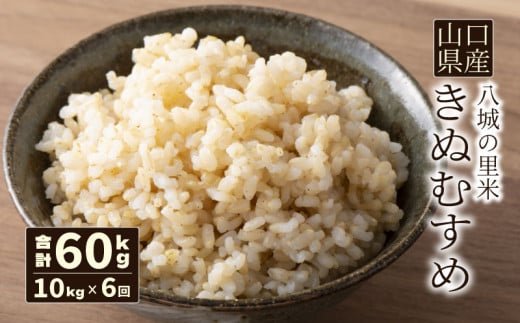 【先行予約】【定期便 6ヶ月】きぬむすめ 玄米 10kg  合計60kg 令和7年度米