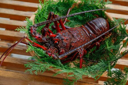 【先行予約】【数量限定】産地直送！活き伊勢えび 約400g×2尾 ※北海道・東北地方・沖縄・離島への配送不可（2026年9月5日頃より順次発送） IKTJ015