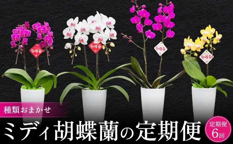 定期便 胡蝶蘭 【定期便6回】2ヶ月に1回 熊本県産 ミディ胡蝶蘭 【定期便6回】ミディ胡蝶蘭の定期便（2ヶ月に1回）