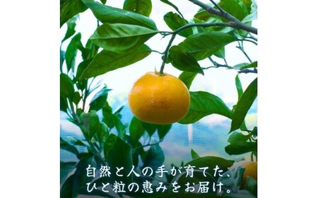 セミノール 5kg 1級品 / 和歌山 有田 広川 みかん ミカン 柑橘 果物 くだもの ギフト フルーツ 果実 ※2027年4月上旬～4月下旬頃に順次発送予定【hkt016-p-5】