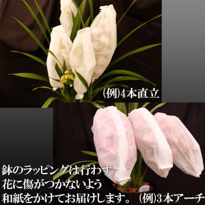 ふるさと納税 小郡市 洋ラン シンビジウム (4本立て) 直立タイプ  [No5354-0855] |  | 01