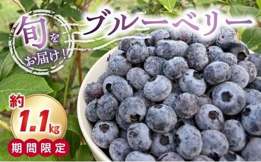 116-04 期間限定！とれたて新鮮ブルーベリー約1.1kg