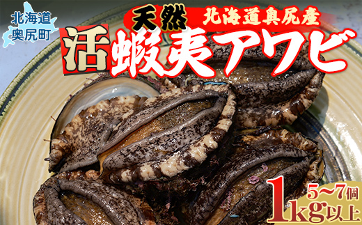 【先行予約】奥尻産天然アワビ１kg以上 【 ふるさと納税 人気 おすすめ ランキング あわび アワビ 鮑 貝 天然 魚介 蝦夷アワビ 新鮮 活あわび 活アワビ 北海道 奥尻町 送料無料 】 OKUF013