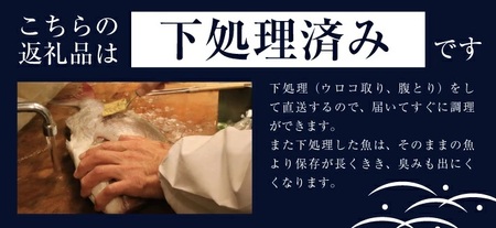 SB0522　地魚おまかせセット(下処理済)　計1kg以上(3～5種類入)