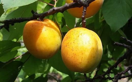 ジャム 田尻完熟あんずジャム 4本セット ジャム 果物 あんず パン 甘い 菓子 朝ごはん 広島県福山市/有限会社勉強堂 [BAFL002]