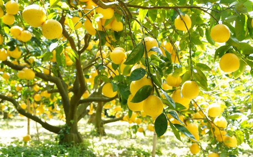 数量限定 先行予約 贈答用 河内晩柑 4kg （ 2L サイズ ） みかん 蜜柑 かわちばんかん 愛南ゴールド 果物 フルーツ 柑橘 ゼリー ジュース ギフト 贈答 プレゼント 贈り物 ビタミン 健康