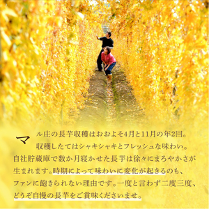変色しない！ 土付き 長芋 10kg 【ながいも一筋 マル庄】 ／ とろろ 山かけ