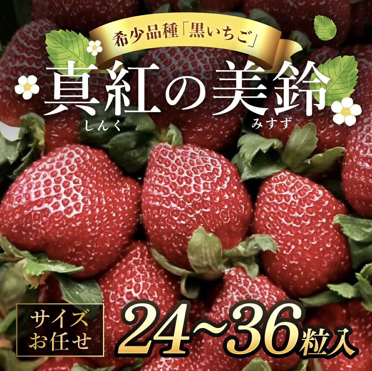 【ふるさと納税】【先行予約】【2025年12月中旬より順次発送】希少品種 黒いちご 真紅の美鈴 サイズお任せ 24粒～36粒／ 真紅の美鈴 苺 粒 濃厚 果汁 希少 しんくのみすず いちご イチゴ 美味しい 贈答 ギフト お取り寄せ 送料無料 千葉県 SMAN014