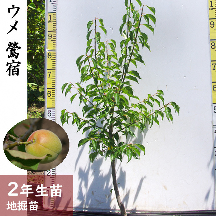 
                  ＜すだ農園＞2年生 苗木 ウメ(実梅)鶯宿(おうしゅく)[地掘苗 2025年] ※2026年11月～発送 
                