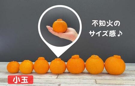 不知火 とにかく 小玉 箱込 2.5kg (内容量約 2.3kg) 秀優品混合 和歌山県産 産地直送［みかんの会］