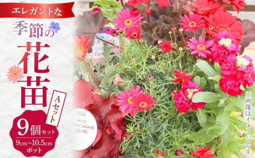 エレガントな花苗セットA【花苗 花苗セット 花 季節の花 花セット ガーデニング 家庭菜園 園芸 初夏 夏 花壇 庭 鉢 玄関 プランター 寄せ植え  おうち時間 趣味 ベランダ 土っ子倶楽部  プレゼント ギフト 】