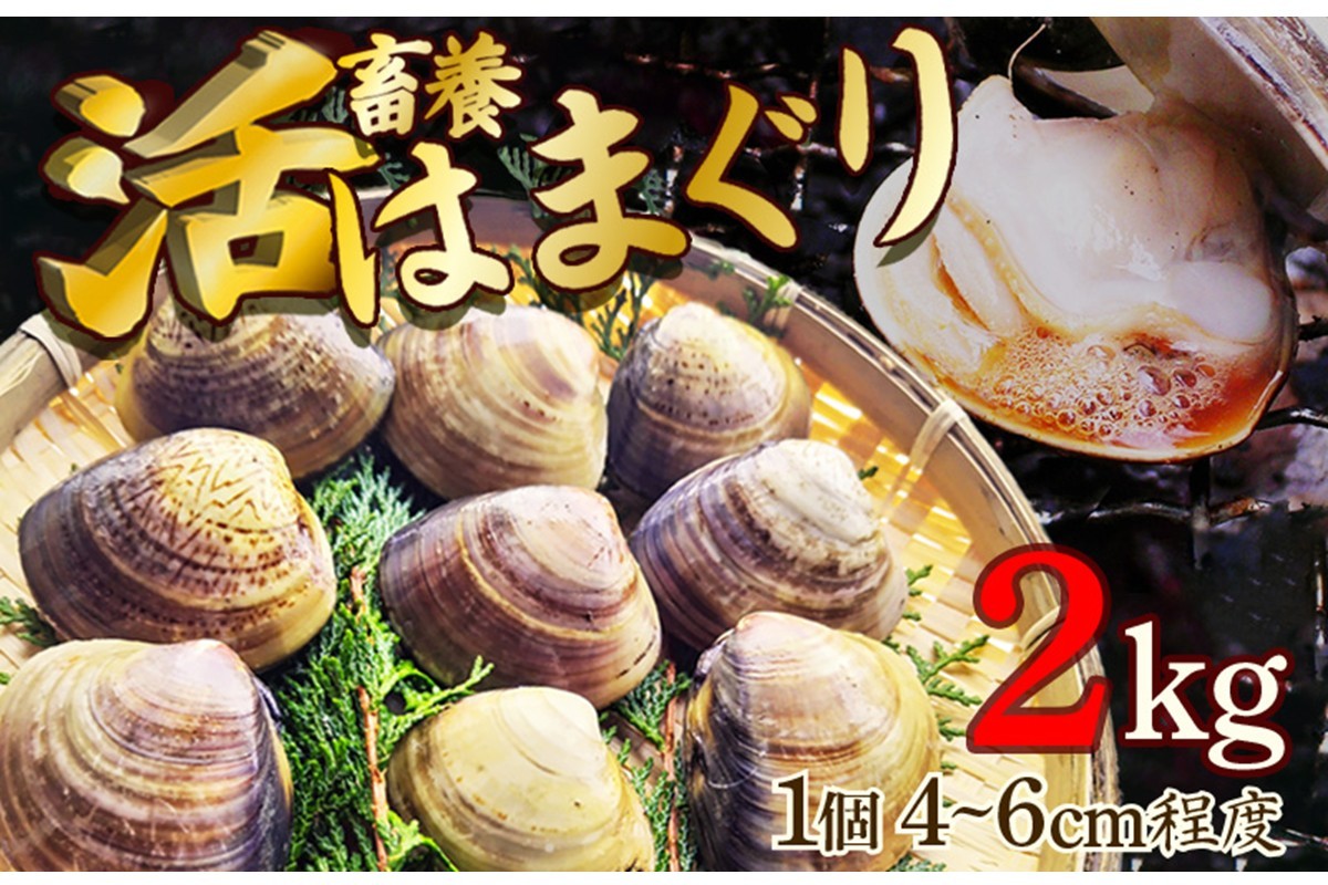 
                  畜養活はまぐり 2kg　蛤 はまぐり ハマグリ 貝 養殖 京都 京丹後 久美浜湾 プリプリ 肉厚 酒蒸し お吸い物 ふるさと納税 送料無料 MN00037
                