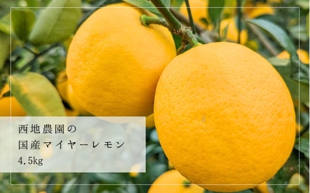 【先行予約】檸檬 レモン れもん 柑橘 国産 大容量 数量限定 ご家庭用 家庭用 / 西地農園の国産マイヤーレモン 4.5kg【2025年1月初旬から順次発送致します。】【mnd008A】