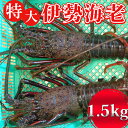 【ふるさと納税】関口商店の特大伊勢エビ 1.5kg(2〜3尾) [0050-0045]