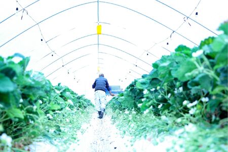 【完熟クラフト苺BERRY】海外セレブ御用達【樹上完熟白いちご】淡雪（あわゆき）約500g（出荷2025年12月上旬～2026年5月下旬）