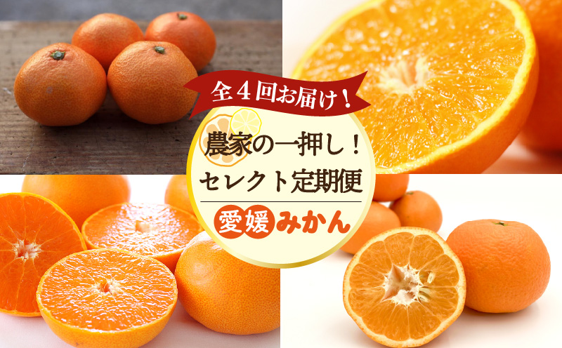 【全4回定期便】 農家の一押し！ セレクト定期便 | 愛果28号 石地みかん せとか 完熟島いよかん 温州みかん セット ていきびん 定期便 紅まどんな 紅マドンナ 同品種 あいか 柑橘 みかん 蜜柑 mikan かんきつ 愛媛県 松山市 ココオ Koko'o