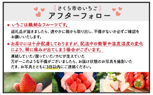 深紅のいちご 『ロイヤルクイーン』 大粒 12粒～15粒×1箱 先行予約 希少価値の高いイチゴの女王！ 深紅のスイートベリー 58ロハスファーム ※2026年1月中旬～5月中旬頃に順次発送予定