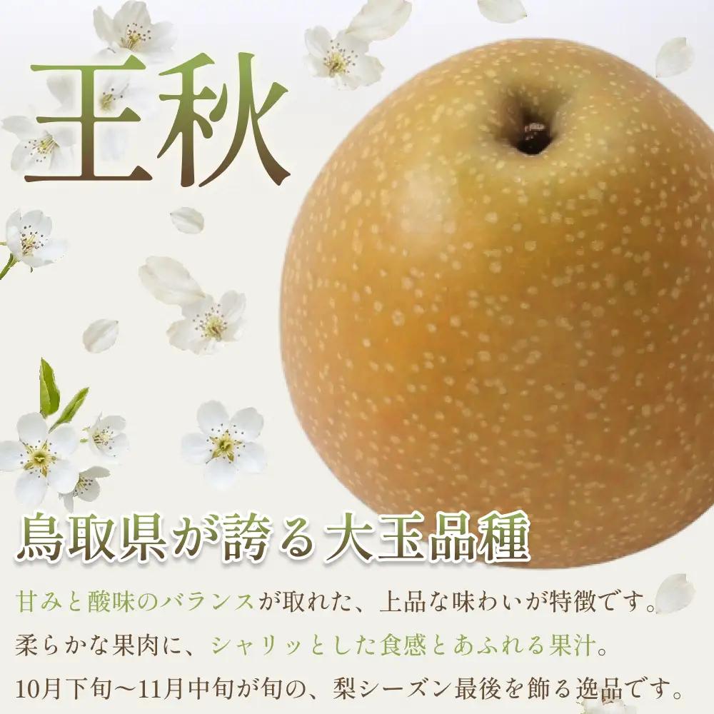中野農園 梨 ”王秋梨” 5kg箱｜鳥取 岩美 梨 なし ナシ※お届けは2026年11月以降【41017】