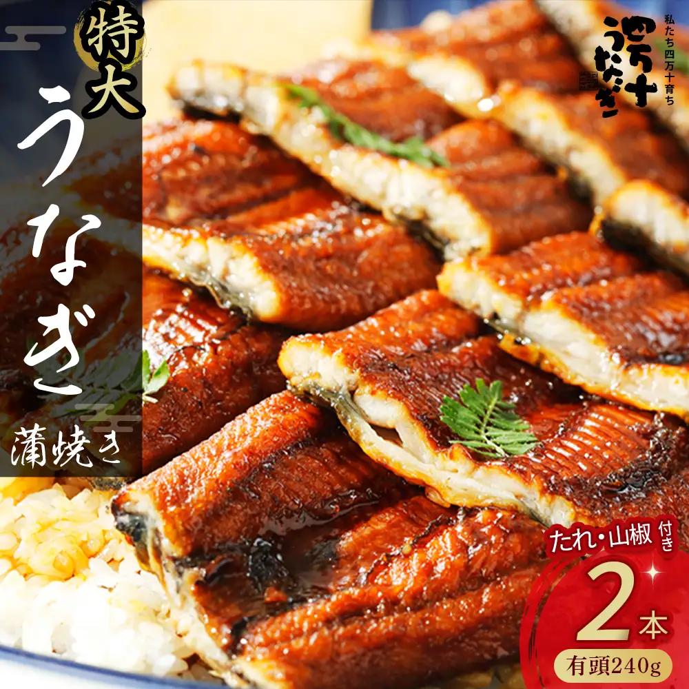 うなぎ蒲焼 【有頭】特大240g（2本入り） 冷凍 たれ付き 蒲焼 国産 鰻 ウナギ うなぎ 蒲焼き 肉厚 土用の丑の日 高知鰻 本格うなぎ 山椒付き 四万十うなぎ Esu-205