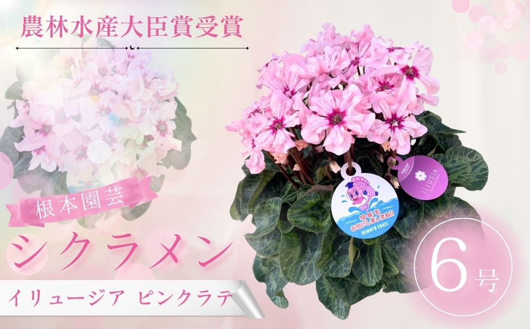 【2026年 先行予約】シクラメン イリュージア ピンクラテ 6号 | 根本園芸 【53850-012-03】 色：ピンクラテ シクラメン 6号×1鉢(プラ鉢入り)