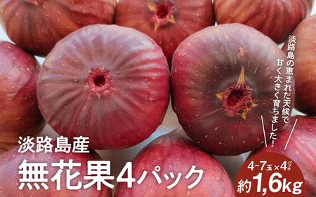 【数量限定】 淡路島産 無花果4パック(約1.6kg) いちじく / いちじく イチジク