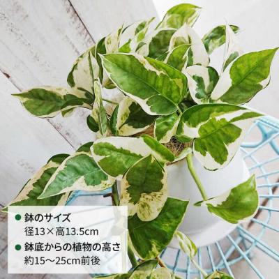 ふるさと納税 糸島市 美しいポトスの進化型『ポトス・エンジョイ』糸島市/cocoha[AWB028] |  | 01