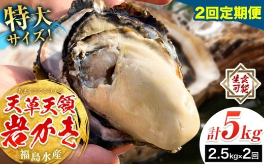 天領岩牡蠣 約2.5kg 2回 定期便 福島水産《2026年5月から出荷》熊本県 苓北町 牡蠣 かき カキ 岩カキ 岩ガキ 貝 BIG ビッグ 生食 特大 バーベキュー 夏天草 天領 苓北 熊本 旬 シーズン 送料無料【配送不可地域あり】