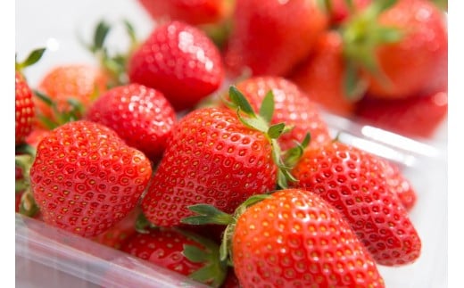 みなかみ町産　いちご「やよいひめ」１.２ｋｇ