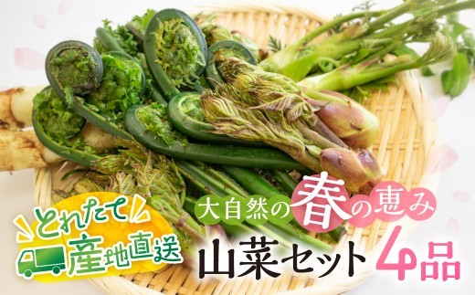 
                  《先行予約》【2027年4月下旬～順次発送】春の恵み 山菜セット4品 (約400g～500g) / 旬もの 季節品 産地直送 行者にんにく コシアブラ こごみ タラの芽 山うど ミズ わらび しどけ 姫竹等 [Q2987]
                