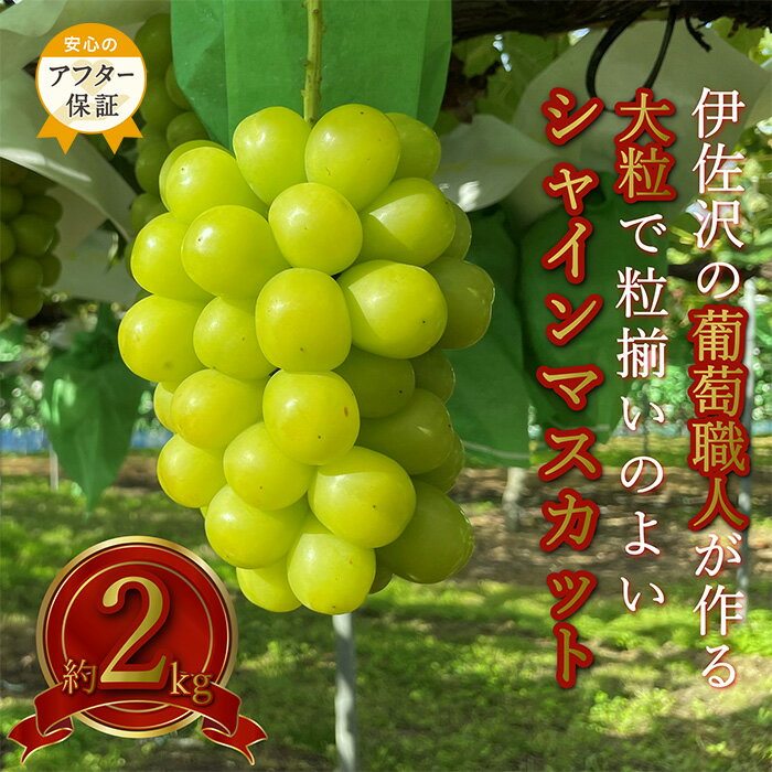【ふるさと納税】＼アフター保証対象品／ 大粒 大房 シャインマスカット 秀品 約 2kg 2〜5房 伊佐沢のぶどう職人が作る 山形 の 人気 フルーツ 種なし 葡萄 【2025年9月〜10月発送分先行受付】 先行予約 シャインマスカット マスカット ふるさと納税 ぶどう H141(R7)