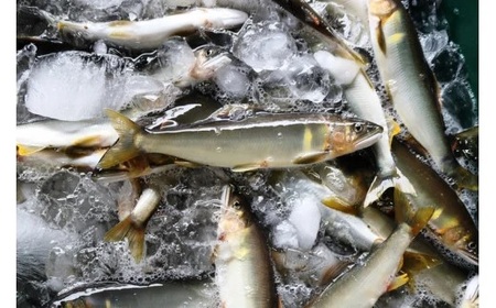 【 四万十川上流 】天然 鮎 1.5kg 6から 22尾 鮎 あゆ アユ 川魚