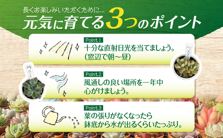 おまかせ 多肉植物 アソート 【 3種 】 KN169-002-01 植物 インテリア MYplus ふるさと納税 鹿児島 鹿屋市 おすすめ ランキング プレゼント ギフト