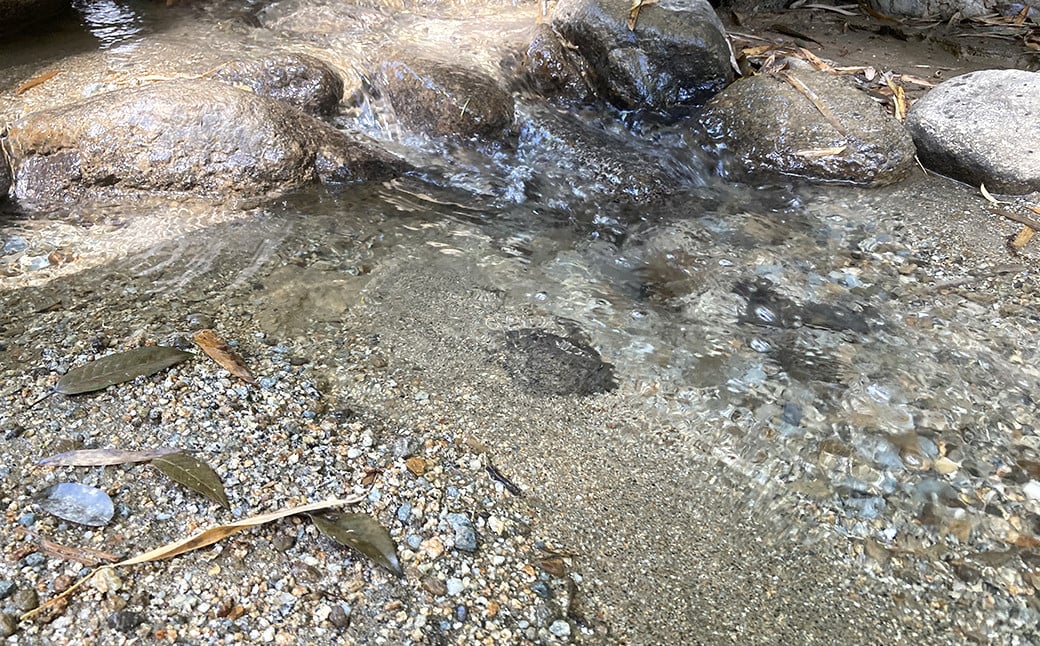 極源流米 計15kg（5kg×3袋） 令和7年度産 夢つくし 元気つくし