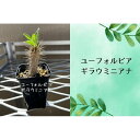 【ふるさと納税】ユーフォルビアギラウミニアナ実生株 1本 | 植物 プラント 雑貨 人気 おすすめ 送料無料