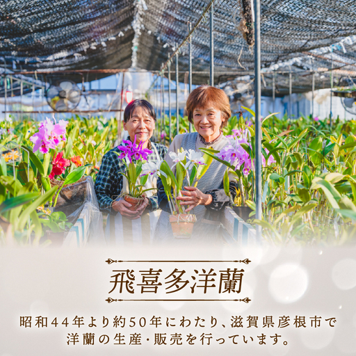 【先行受付：5月出荷】 母の日に！感謝の気持ちを込めて~ステキな洋蘭 おまかせ洋蘭 母の日