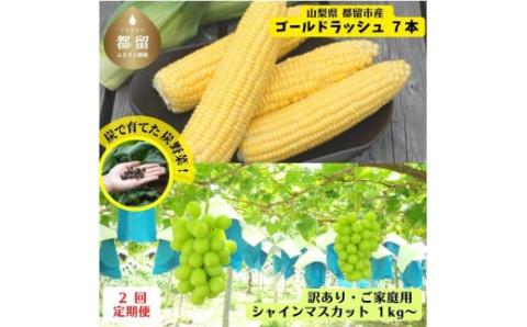 ＜セット品＞ 朝採れ 新鮮 とうもろこし（ゴールドラッシュ）７本 ＆ シャインマスカット １kg ご家庭用