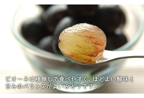岡山県産「白桃・ニューピオーネ」詰合せ 約1.0kg