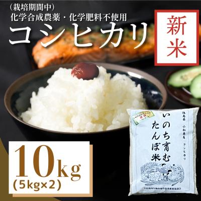 ふるさと納税 小松島市 【令和7年産新米先行受付】お米 10kg コシヒカリ 新米 令和7年産 米 こめ ご飯 ごはん