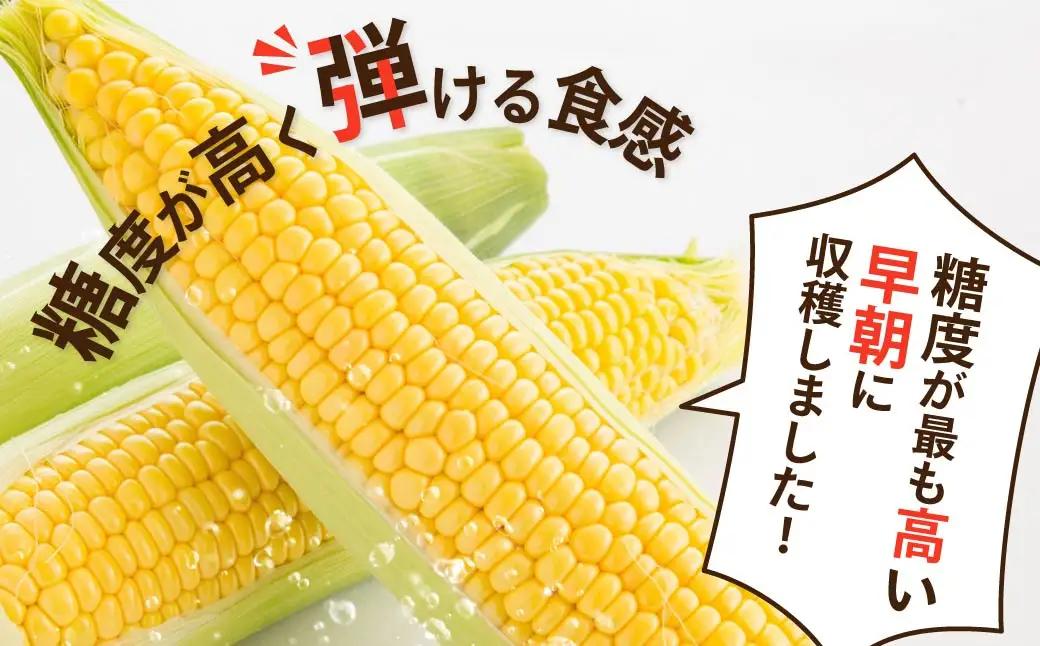 トウモロコシ 20本 朝採れトウモロコシ