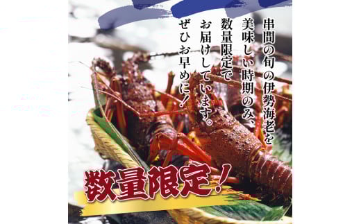 L-E1 ＜期間・数量限定＞串間市産！天然イセエビ 3kg以上【串間市漁業協同組合】
