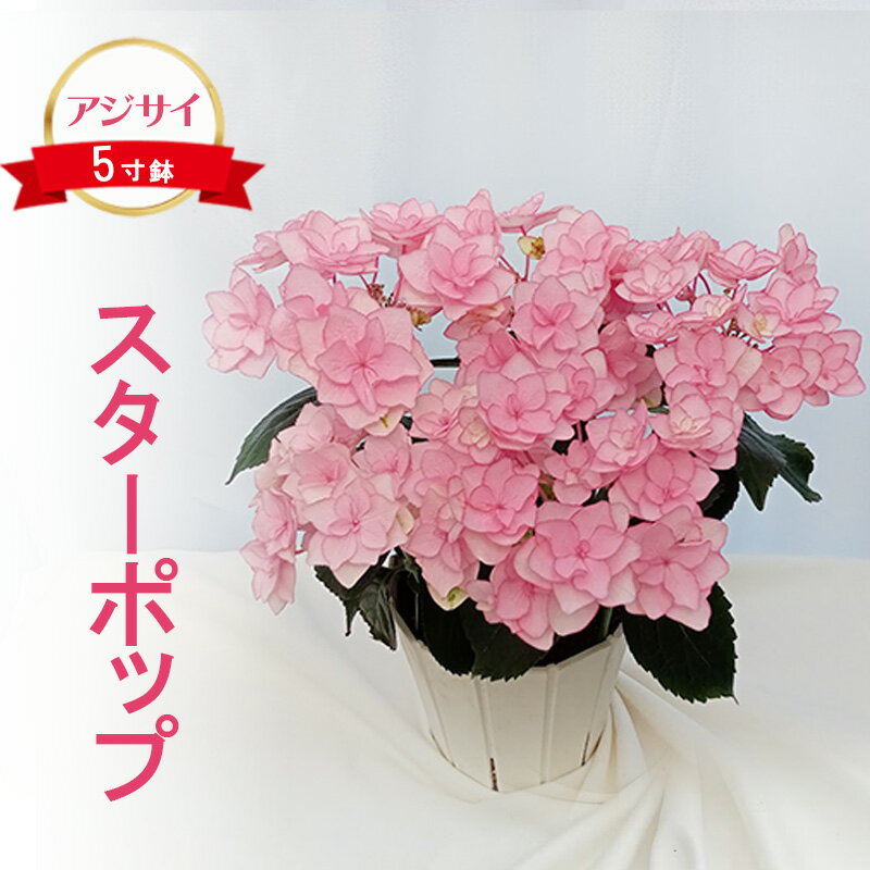 【ふるさと納税】【先行予約】アジサイ スターポップ ｜ 花 あじさい 紫陽花 5寸鉢 八重咲 ギフト 鹿沼市 栃木県 ※2026年4月下旬～5月下旬頃に順次発送予定