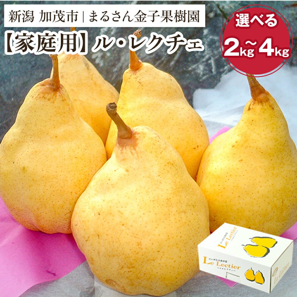 【ふるさと納税】【2026年先行予約】【家庭用】ル・レクチェ 選べる内容量 「2kg」or「3kg」or「4kg」《11月下旬から順次発送》 果物 梨 洋梨 西洋梨 フルーツ 訳あり 冬の味覚 デザート 産地直送 加茂市 まるさん金子果樹園