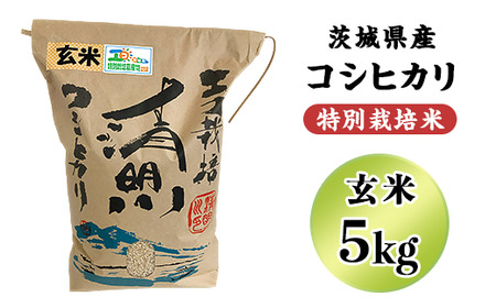 04-19 茨城県特別栽培認証 清明川コシヒカリ玄米 5kg【令和6年産新米】【米 おこめ こしひかり  特別栽培米 農家直送 直送 茨城県 阿見町】