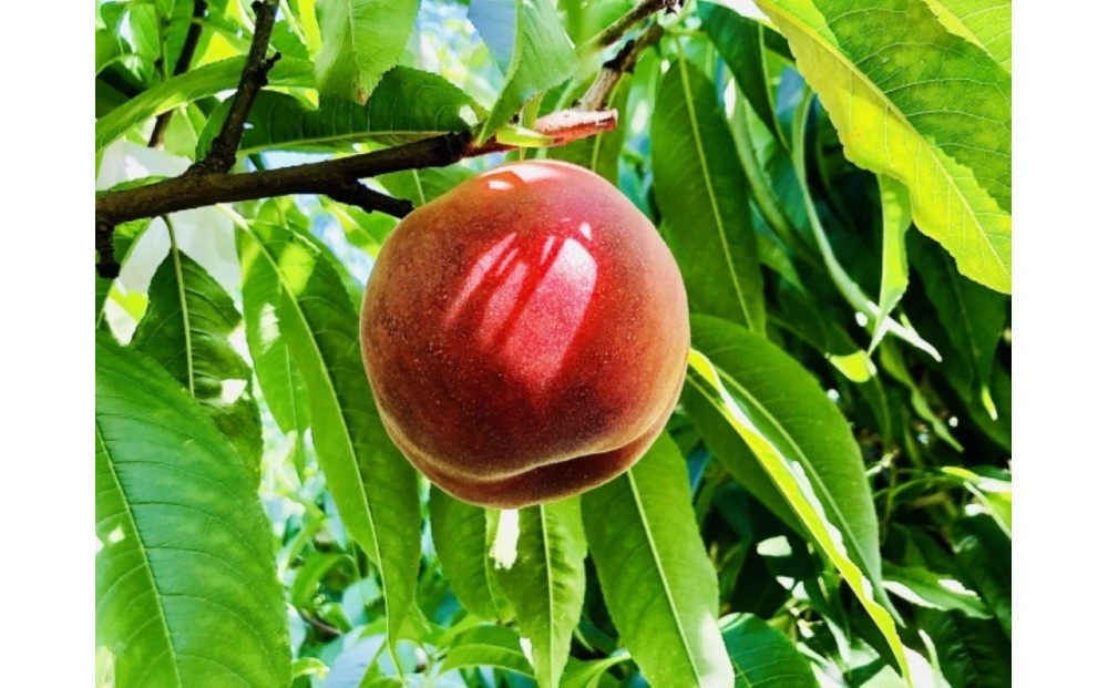 
                  【2026年発送】＼ 硬めの桃！／  秋の収穫白桃　約2kg（4～10玉）
                