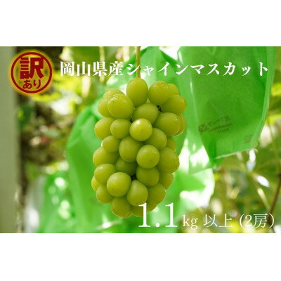 【ふるさと納税】【2025年先行予約】岡山県産　訳ありシャインマスカット　計1.1kg以上　2房　産直・朝採れ【配送不可地域：離島・沖縄県】【1495893】