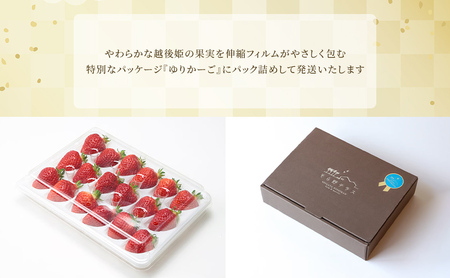 いちご 越後姫 SOLANO SPECIALITE【2027年2月下旬～5月末お届け】9～15粒 苺 イチゴ 果物類 果物 フルーツ 新潟市