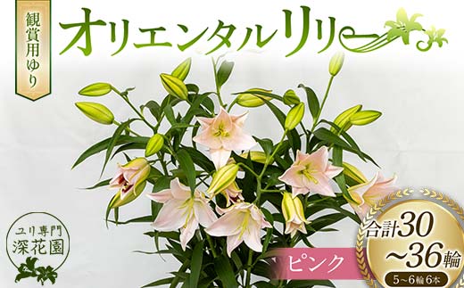 ユリ専門＜深花園＞観賞用ゆり オリエンタルリリー ピンク 5～6輪 6本  植物 フラワー 花 F23R-523