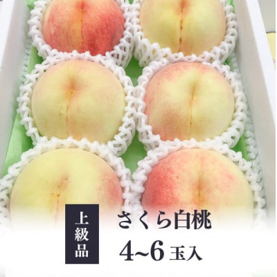 【きよとうファーム】しっかりとした果肉が美味しい「さくら白桃」上級品 4-6玉入(岡山県産)【配送不可地域：離島】