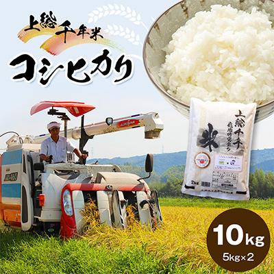 ふるさと納税 君津市 千葉・上総千年米コシヒカリ　10kg